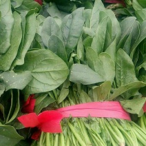 大叶菠菜15~20厘米
