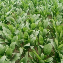 大叶菠菜20~25厘米