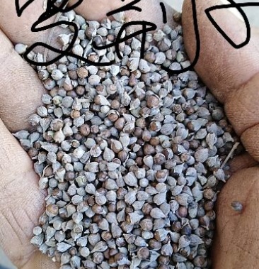 黄荆子 荆条种子,可做药