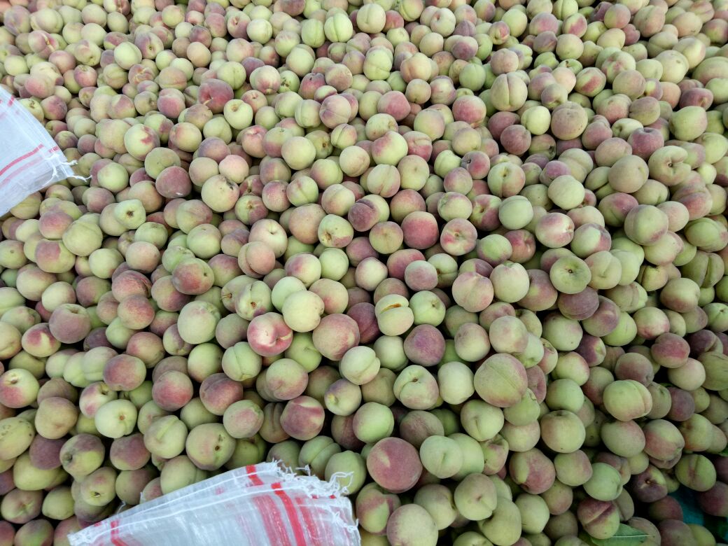 冬桃包装发货现场