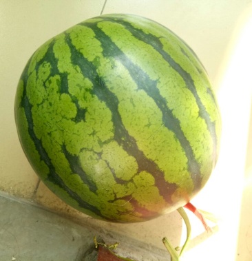 西瓜3斤打底 8成熟 1茬