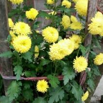 干菊花