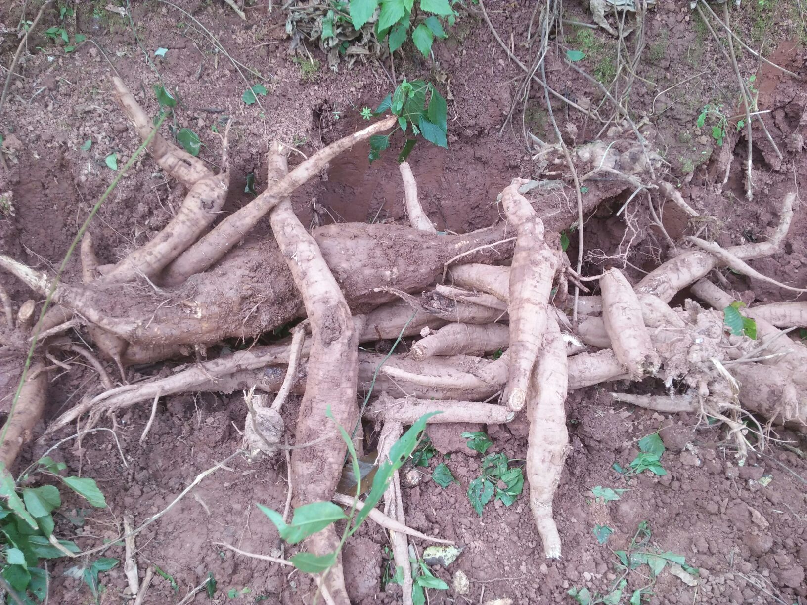 粉葛原材料特写