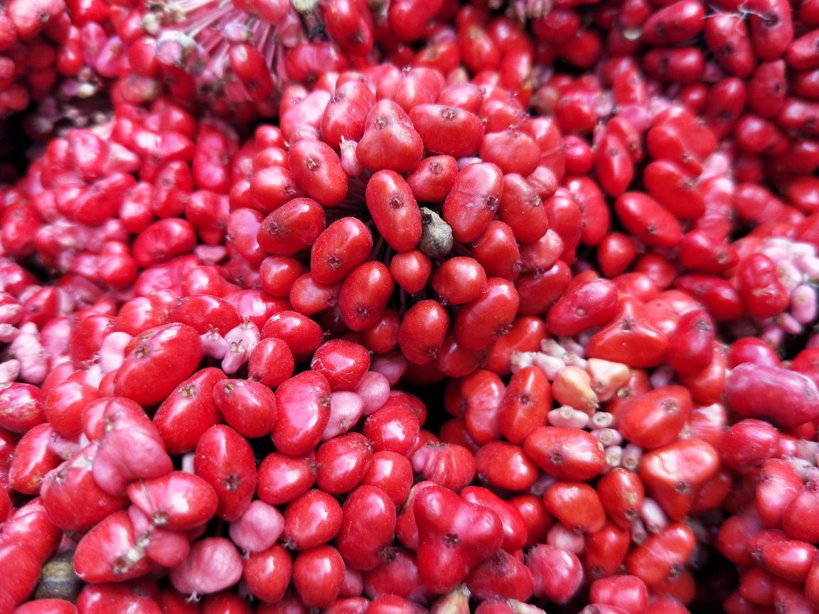 三七植株与三七粉特写