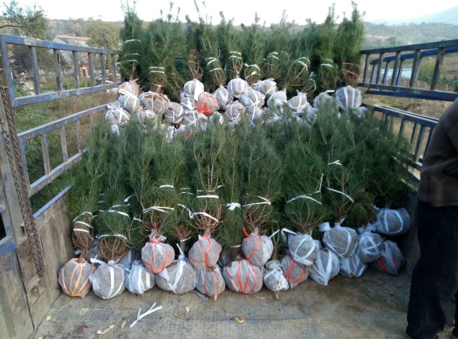 白皮松种苗在苗圃基地中被装车准备运输