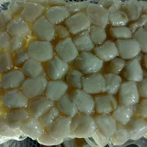 扇贝食用鲜活20~30只/kg