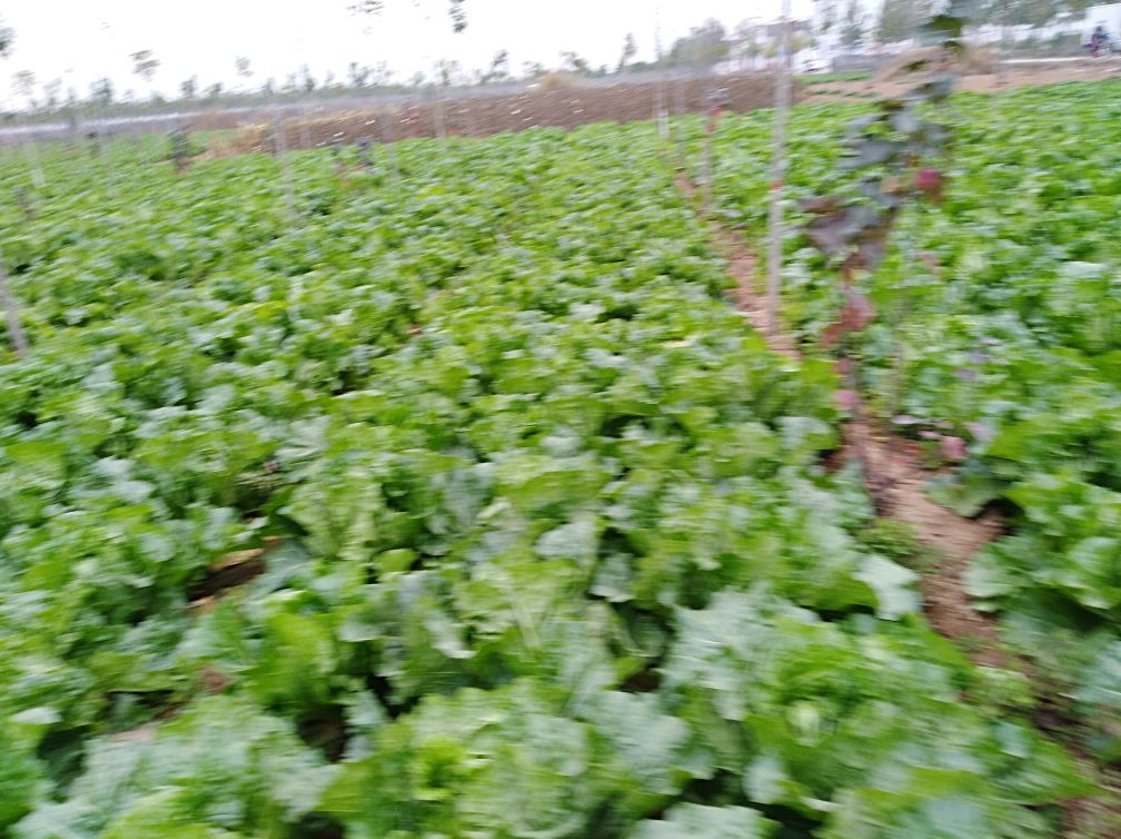 秦白2号白菜田间种植场景