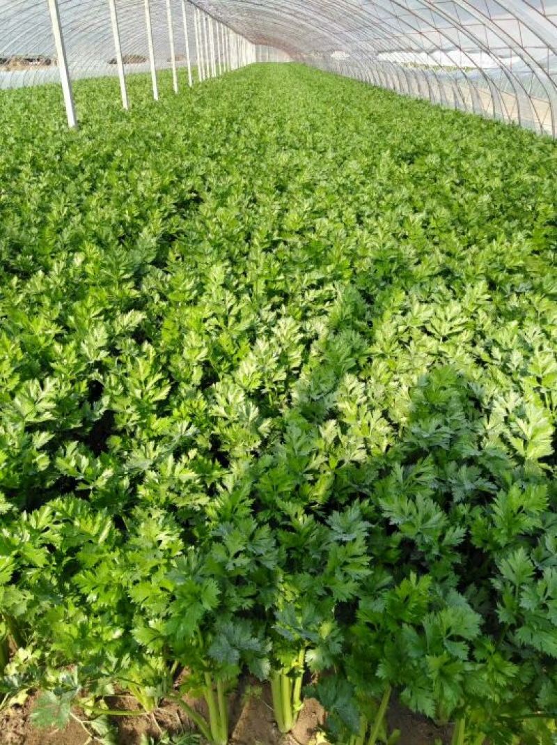 美国西芹 60cm以上