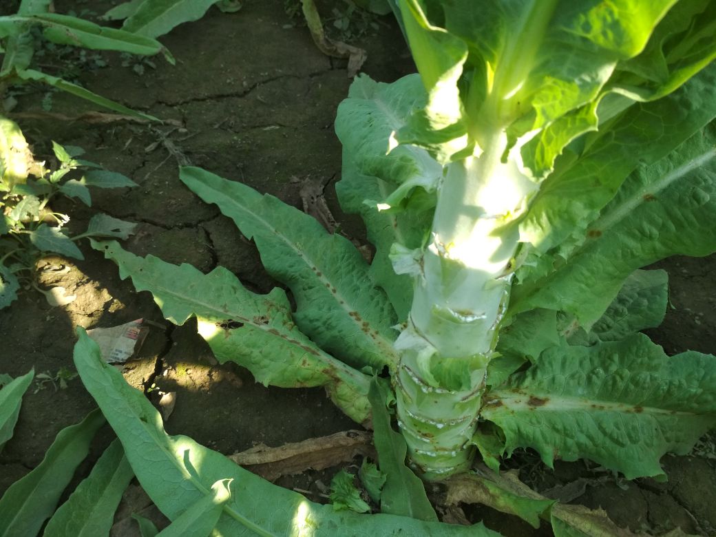 田间生长状态下的青皮莴笋与紫皮莴苣植株对比,左侧为青皮莴笋,茎秆笔直、叶片宽大呈浅绿色;右侧为紫皮莴苣,茎部略带紫晕,下部叶片呈深紫红色,整体株型较紧凑。背景为春季大棚种植环境,土壤疏松湿润 青皮莴笋与紫皮莴苣植株对比图
