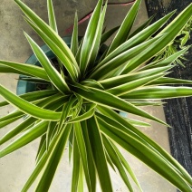 吊兰30~50cm