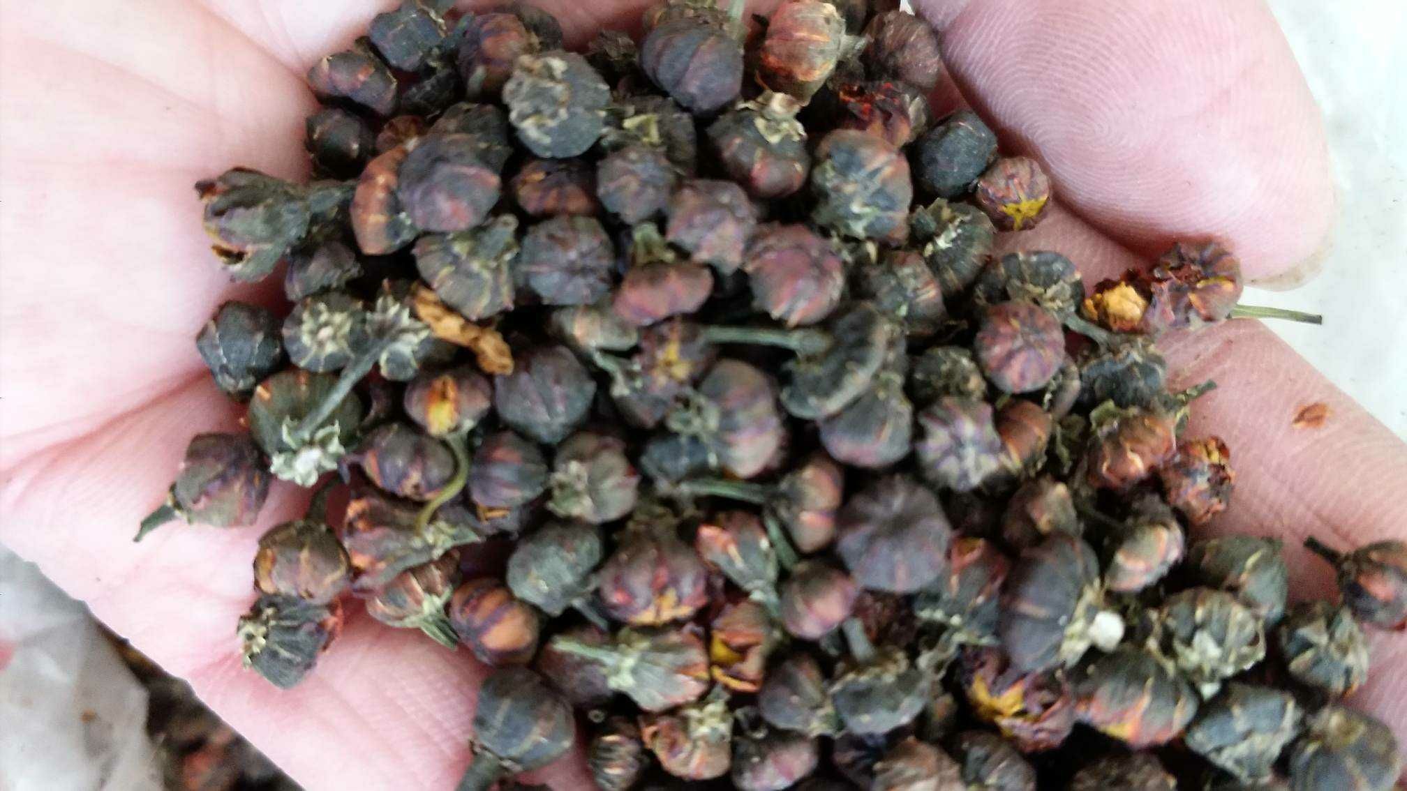 胎菊王茶饮搭配示意图