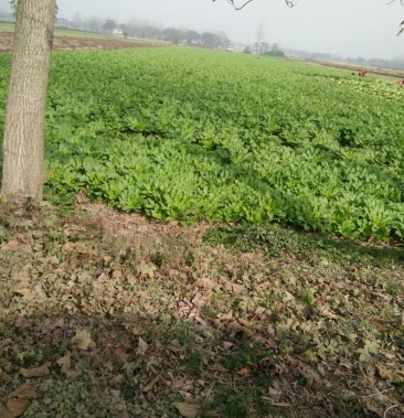 [雪里红批发]雪里红 4两以上价格0.20元/斤 - 一亩田