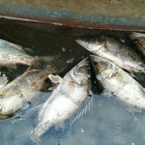 翘嘴鳜食用活鱼20~30cm