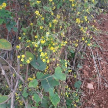 野菊花散装