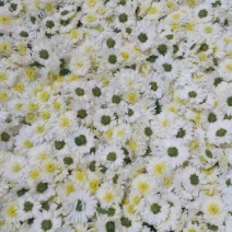 菊花茶一级