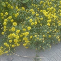 野菊花散装
