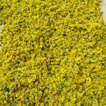 野菊花散装