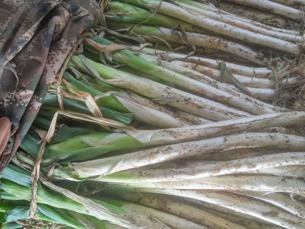 一名消费者正在农贸市场摊位前挑选章丘大葱,摊主展示不同品质的大葱对比,左侧为优质章丘大葱:葱白长、粗壮、色泽洁白;右侧为普通大葱。旁边配有标签注明‘国家地理标志产品’字样,背景有冷藏柜中整齐码放的保鲜大葱 章丘大葱市场挑选与保存示意图