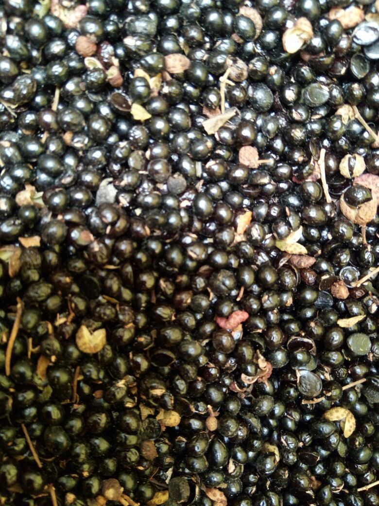 [花椒籽批发]花椒籽 河南野生支持线上保障交易可视频看货价格1.