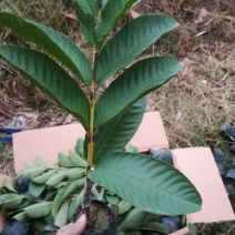 西瓜番石榴苗30~50cm