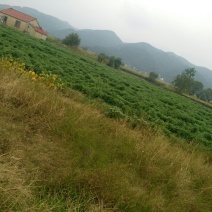 干菊花