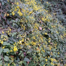 野菊花散装