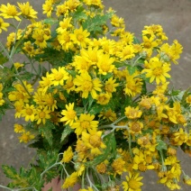 野菊花散装