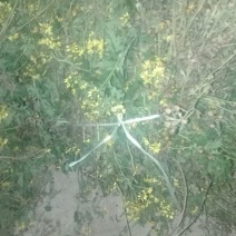 野菊花袋装