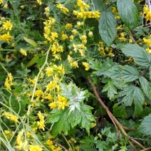 野菊花散装