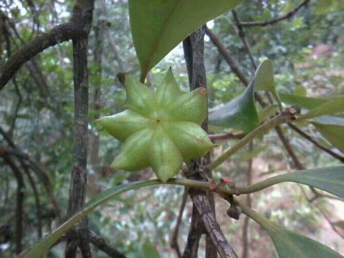八角树生长在山地环境中,根系深埋土壤中 八角树生长在山地环境中的实景图