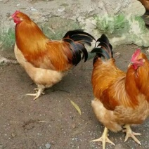 快大三黄鸡苗出壳苗35~45克雄麻鸡苗土鸡苗肉鸡苗