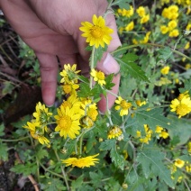 野菊花散装