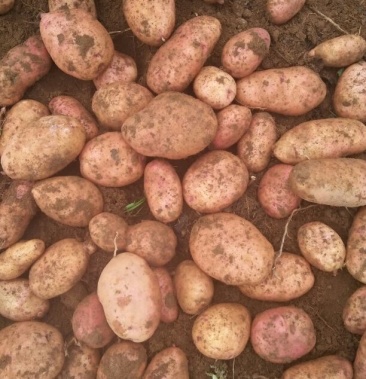 合作88号土豆 80克以上统货,精品种子