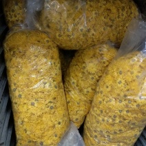 金丝皇菊茶特级