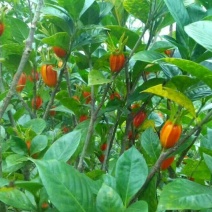 栀子花6~8cm4cm以下1.5~2米