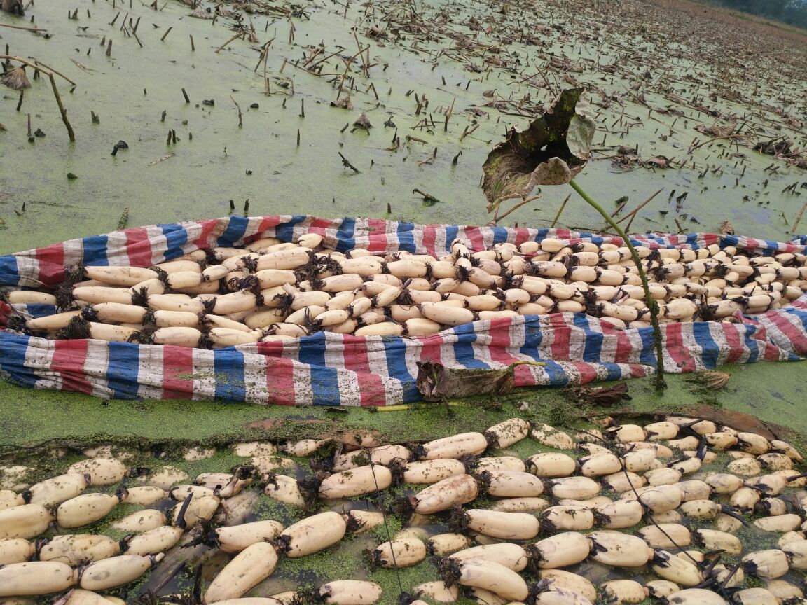 白莲藕种植水域生态环境实景