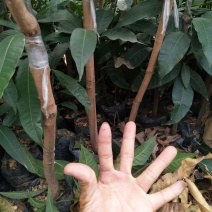 金煌芒树苗金煌杯苗
