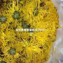 金丝皇菊茶特级