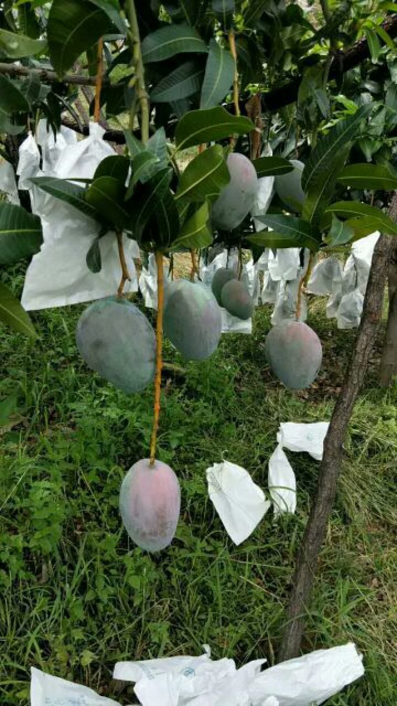 攀枝花凯特芒10两以上