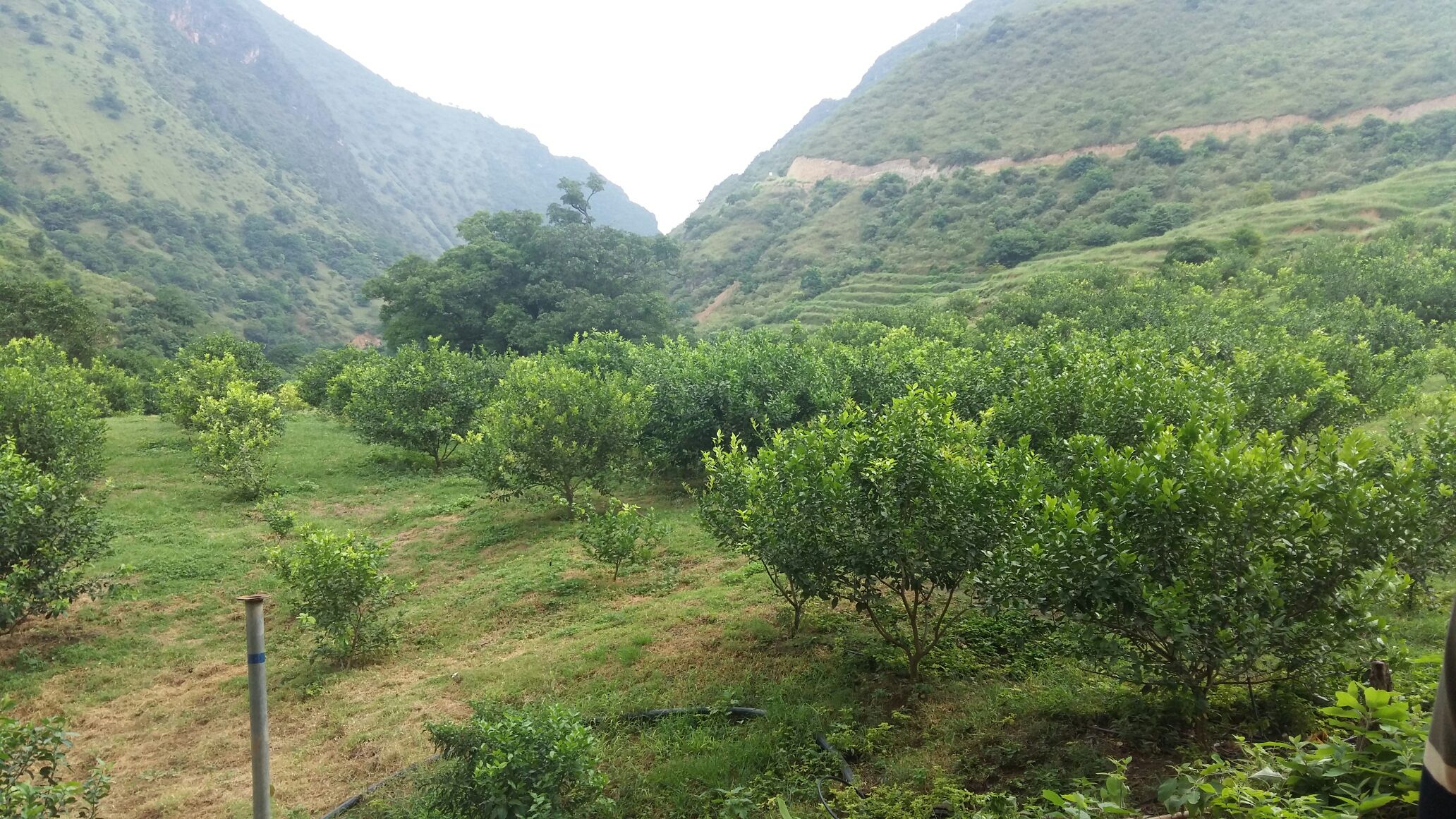 尤力克柠檬与香水柠檬种植区域分布图