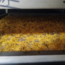金丝皇菊茶三级