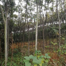 栾树12~14cm10~12cm4米以上