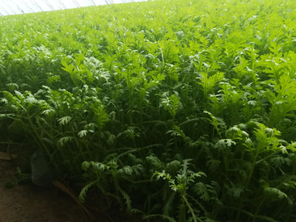 茼蒿冬季水培温室内部实景
