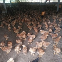 阉鸡苗500克以上脱温苗通货