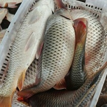 河鲤鱼食用1~2公斤
