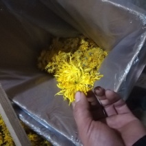 药用菊花散装
