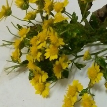 野菊花散装