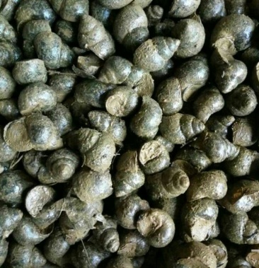 中华圆田螺作种鲜活