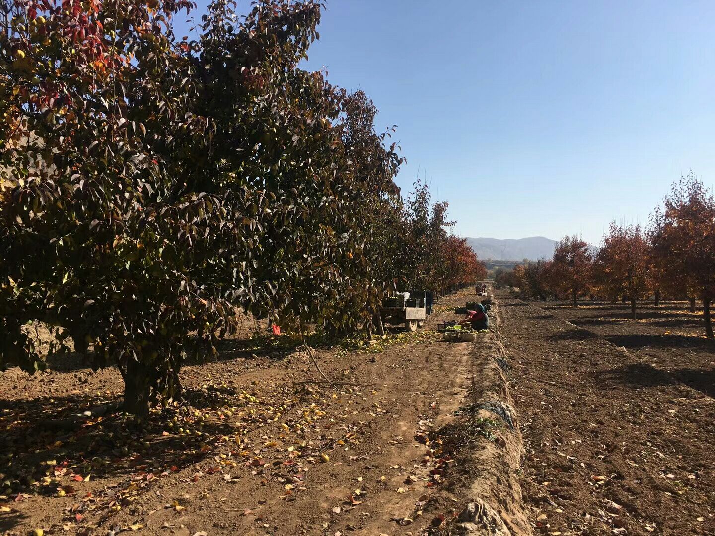 一片郁郁葱葱的红香酥梨果园,春季梨花盛开,白色花瓣随风轻舞;或秋季果实成熟,枝头挂满红褐色外皮、光泽诱人的红香酥梨,阳光洒在果面上形成明亮光斑,果园地面覆盖着落叶与草甸,远处有农民正在采摘 红香酥梨果园全景