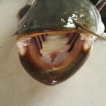 土鲶鱼鱼苗